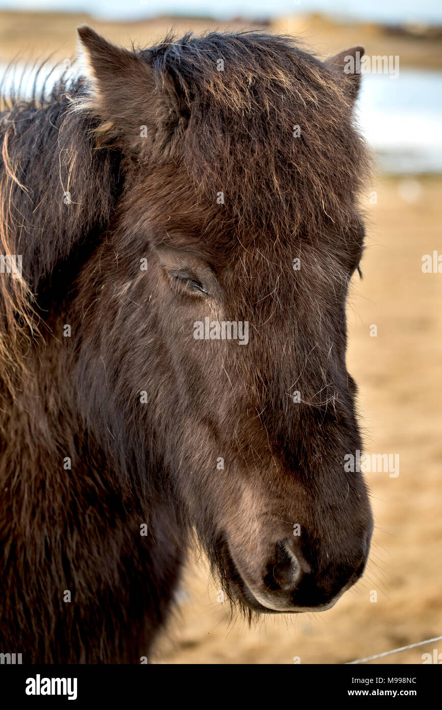 Schönheit der Islandpferde Stockfoto