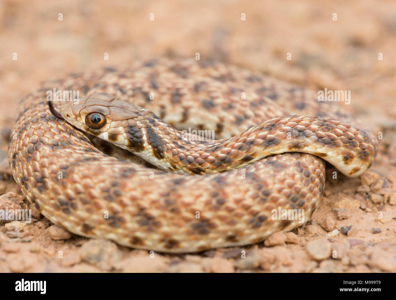 Moila Schlange oder falsche Cobra (Rhageris moilensis) in der Wüste von Marokko in Nordafrika. Stockfoto