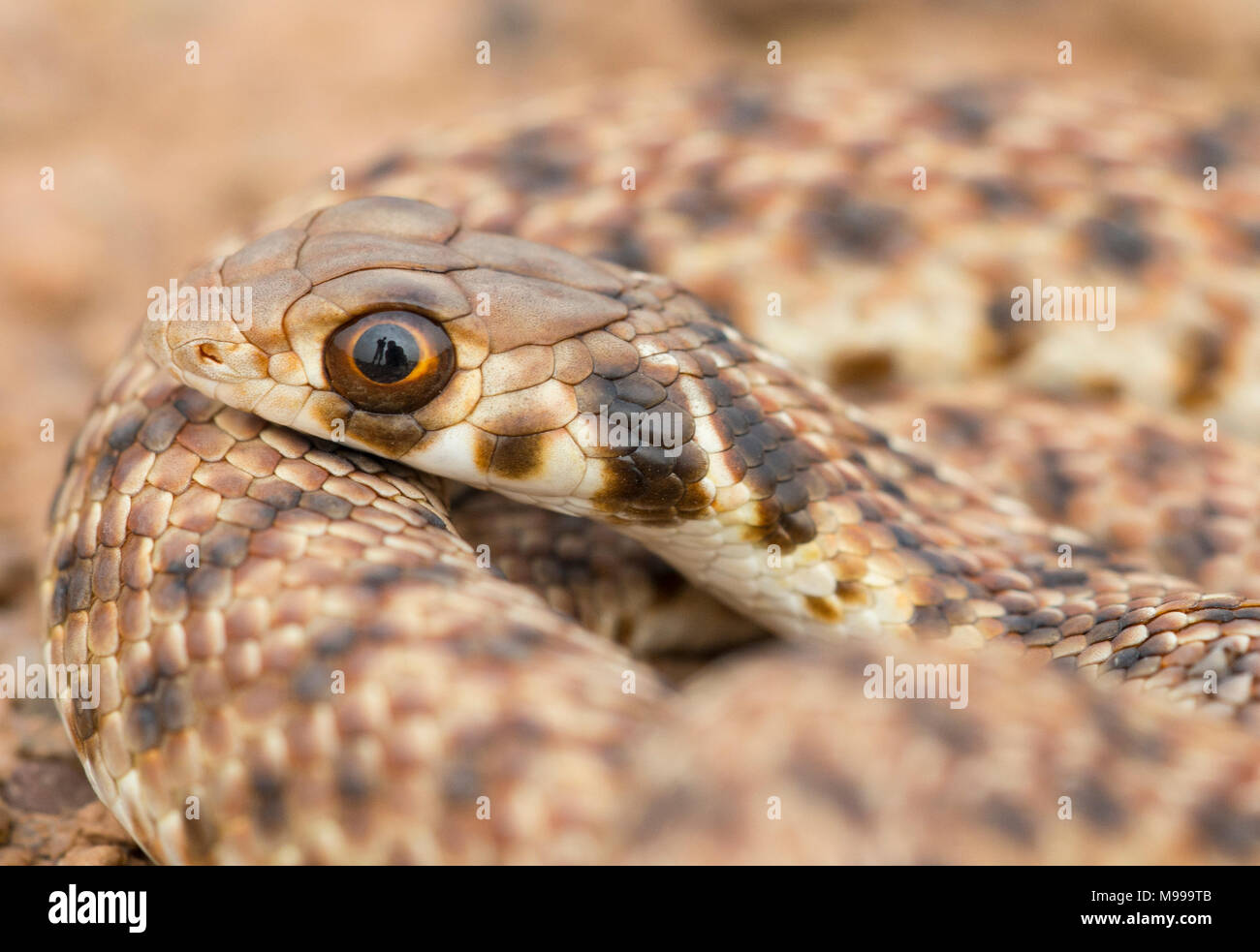 Moila Schlange oder falsche Cobra (Rhageris moilensis) in der Wüste von Marokko in Nordafrika. Stockfoto