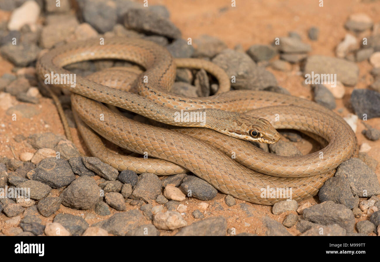 Schokari sand Racer (Psammophis schokari) in der Wüste von Marokko in Nordafrika. Stockfoto