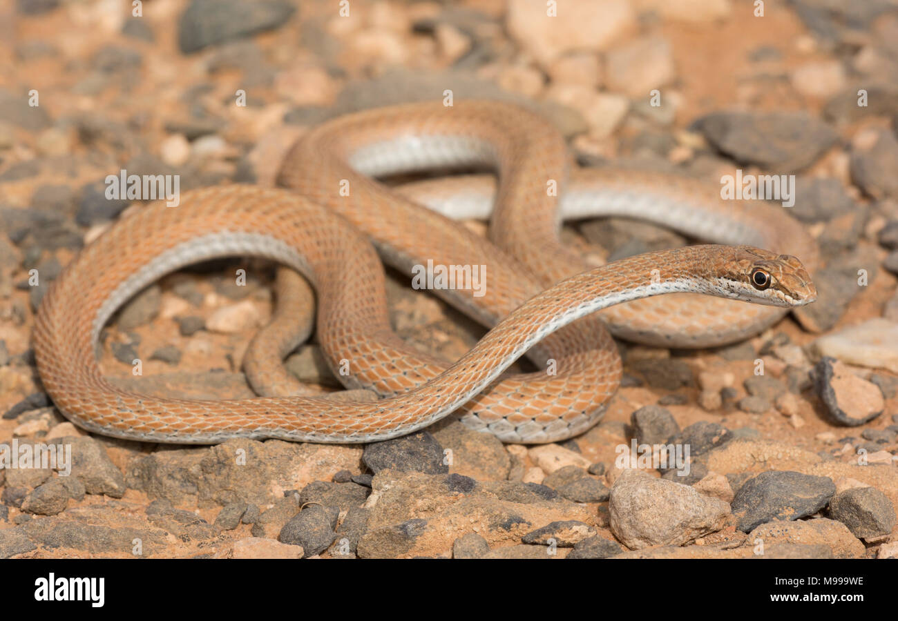 Schokari sand Racer (Psammophis schokari) in der Wüste von Marokko in Nordafrika. Stockfoto