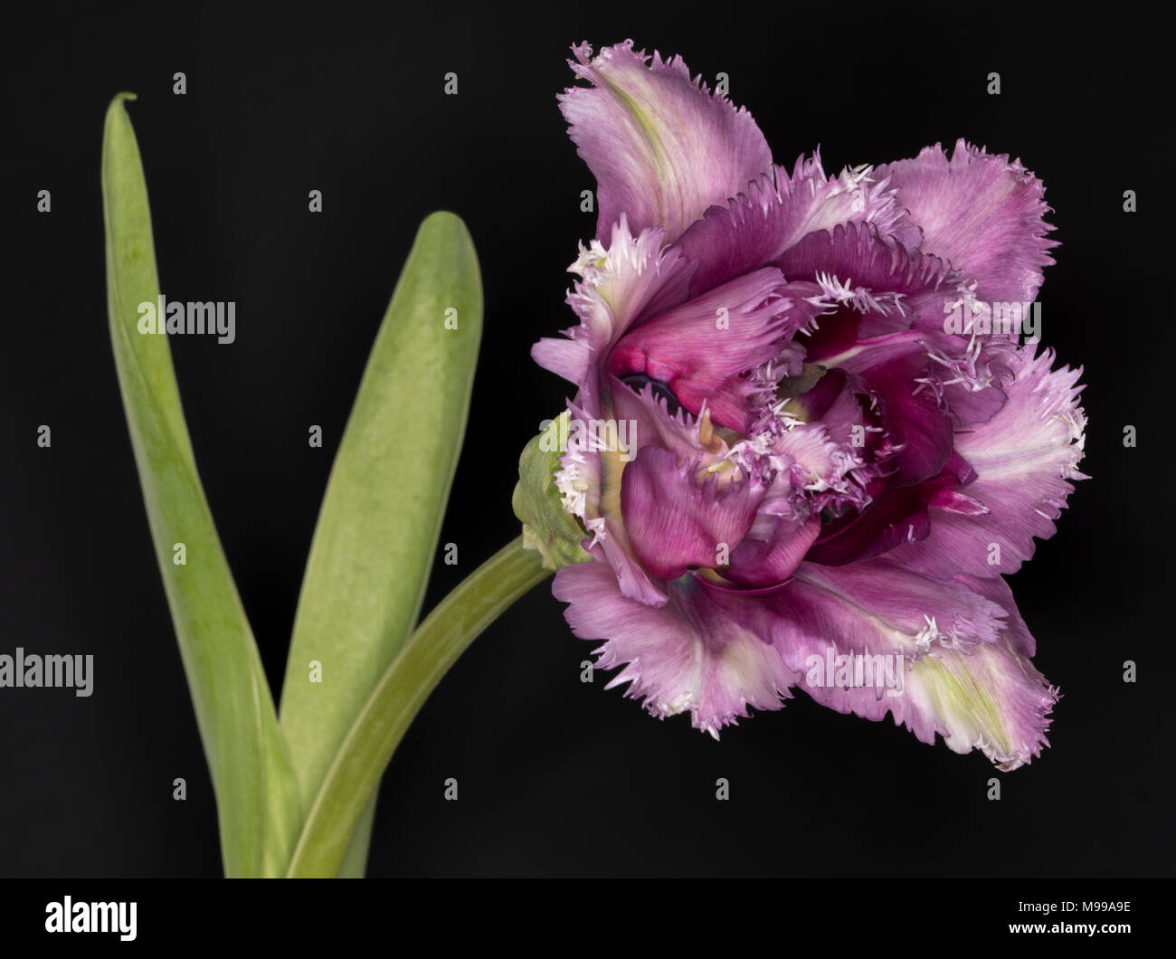 Violett und Lila Rüschen scharfkantigen Tulpe auf schwarzem Hintergrund Stockfoto