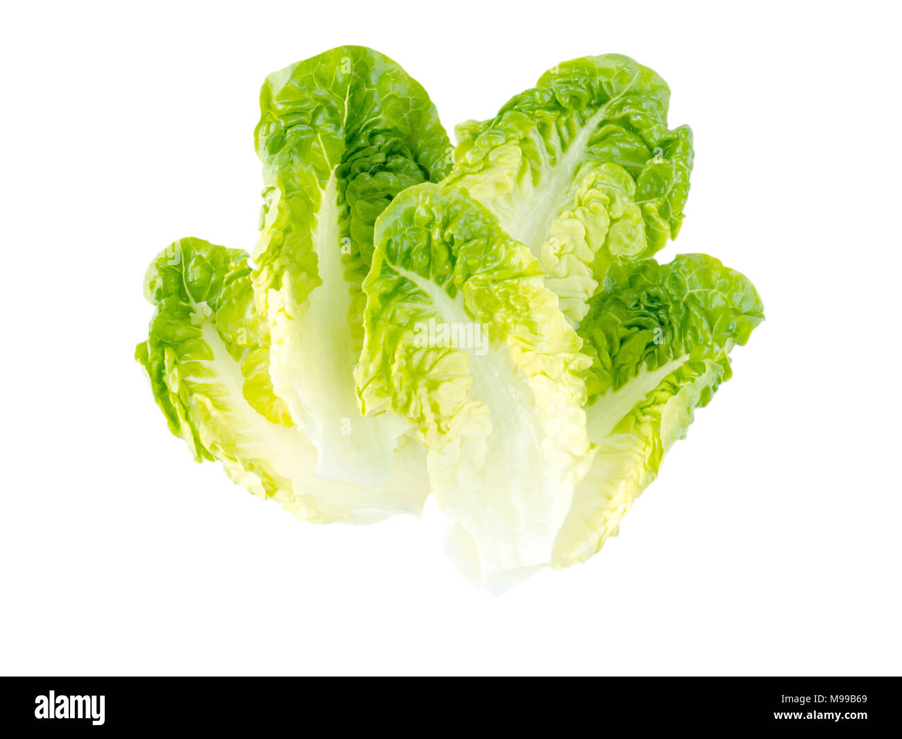 Grüner Salat Salat Blätter isoliert auf weißem Stockfoto