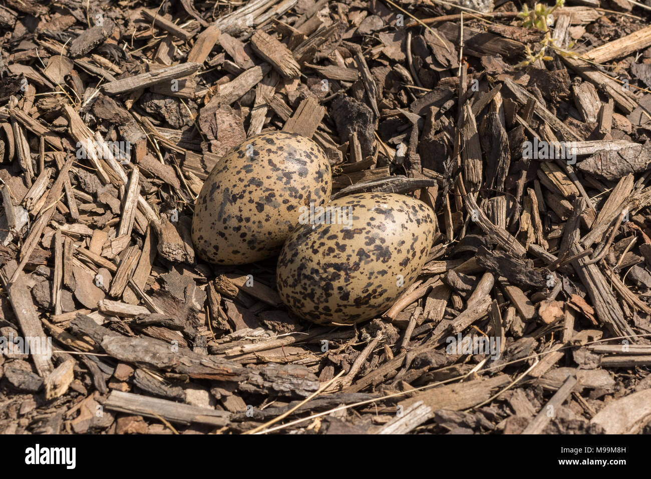 Kiebitz, Vanellus vanellus - Eier in Ausgehöhlten Nest in Rinde Splitt in siehe Bilder M99 M8J und ET 8 K2M Stockfoto