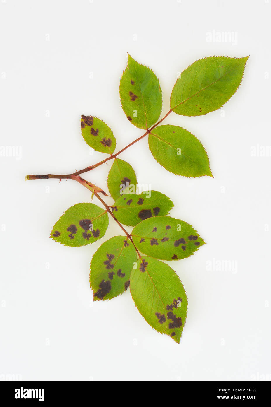 Rose schwarz Spot-diplocarpon Rosae Stockfoto