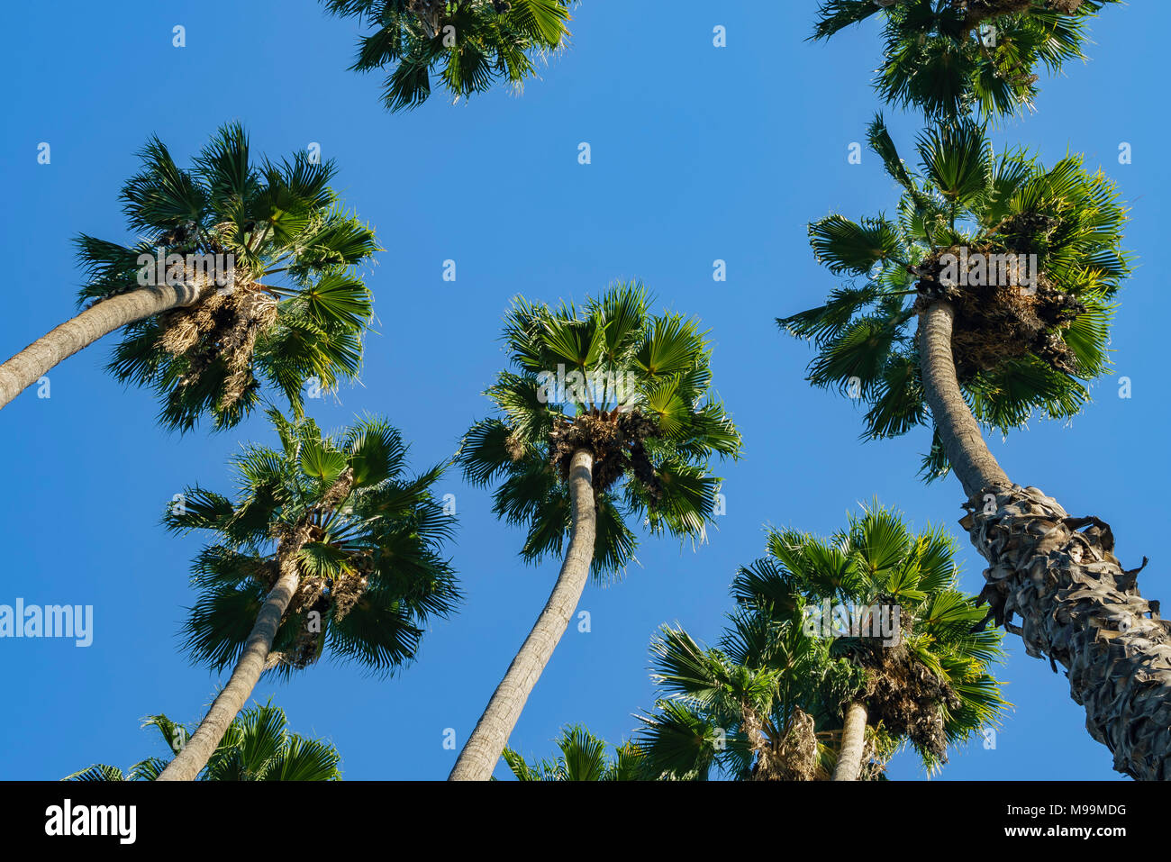 Die Palme mit blauem Himmel, Foto fand in Los Angeles Stockfoto