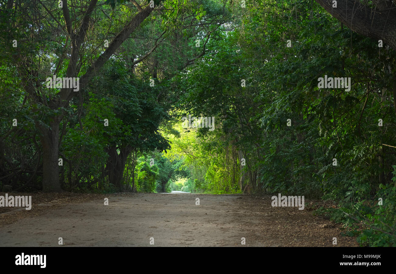 Einen schönen Baum Vordach über William Marsh Drive in der Nähe von Coral Bay, auf der Insel St. John in den US Virgin Islands. Stockfoto