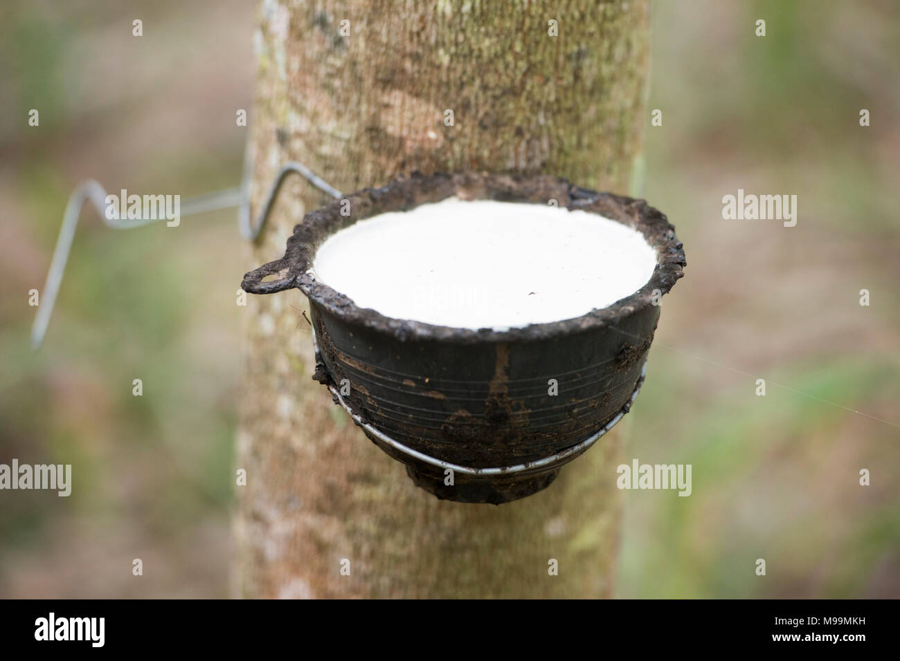 Ein gummibaum in der Provinz Buri Ram im Isaan im Nordosten von Thailand verdienen. Thailand, Buriram, November, 2017 Stockfoto