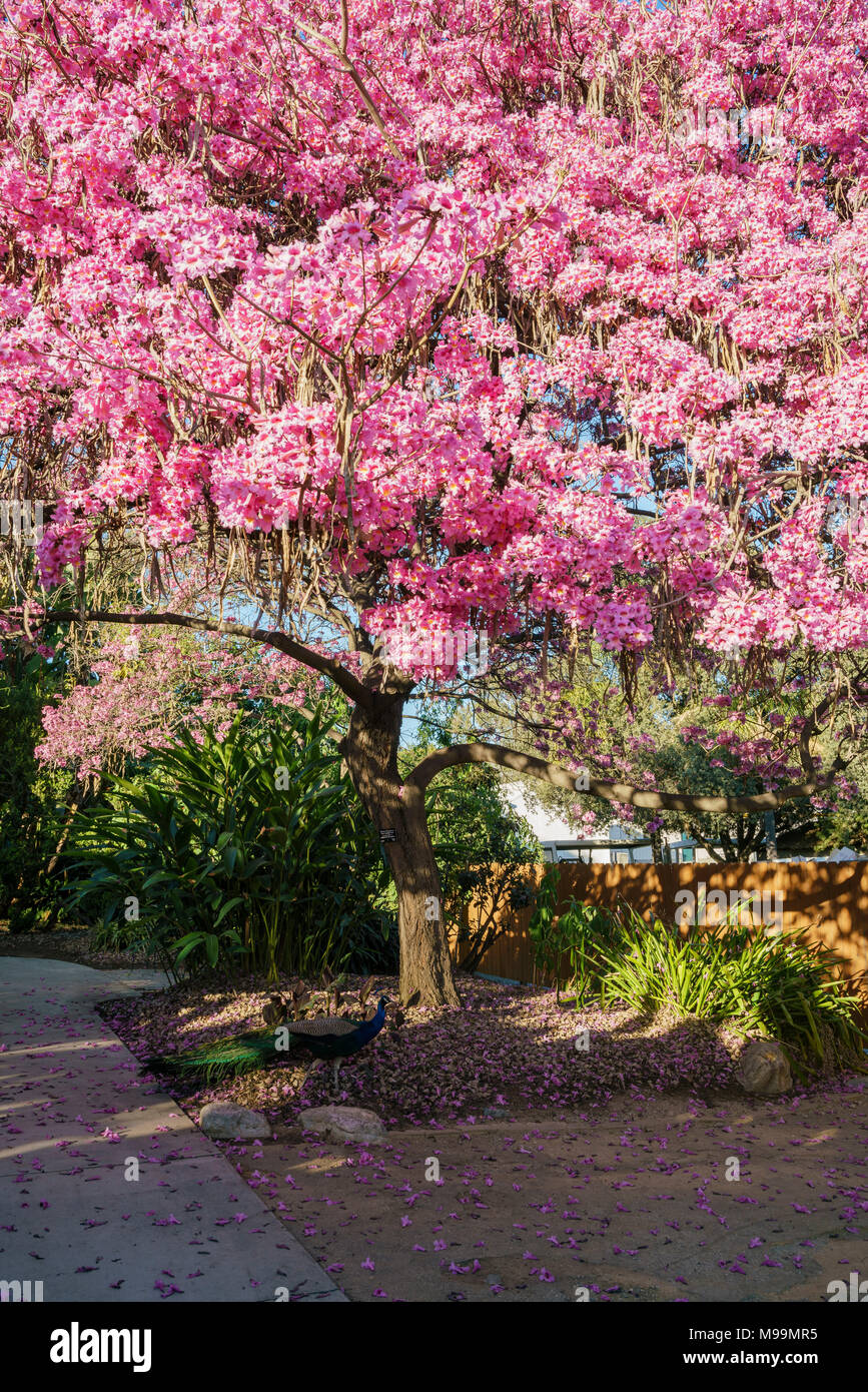 Super Blüte von Handroanthus impetiginosus, Foto bei Los Angeles nahm Stockfoto