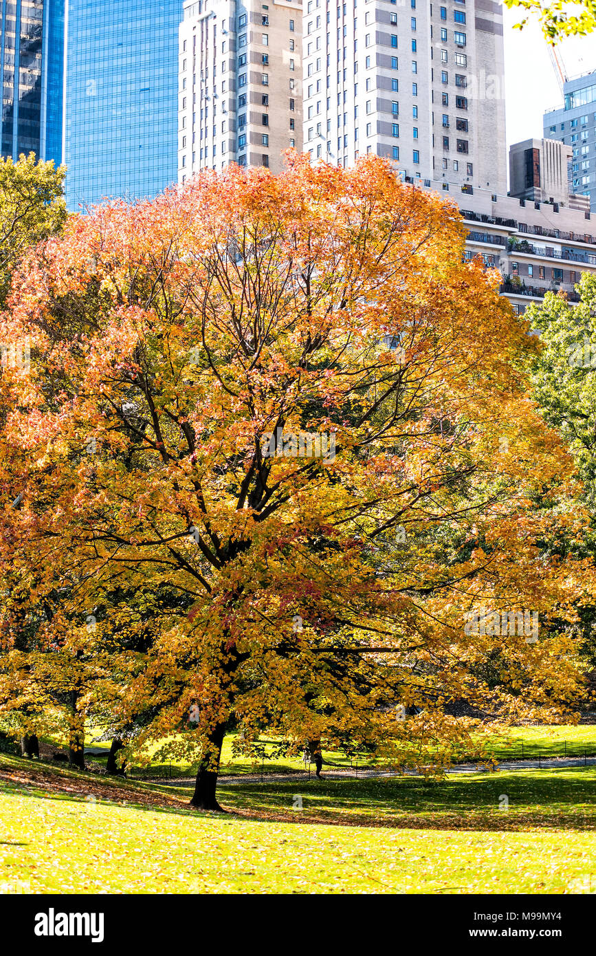 Manhattan New York City NEW YORK Central Park mit einer Orange Tree, niemand, stadtbild Gebäude Skyline im Herbst Herbst Jahreszeit mit gelb leuchtenden gesättigt Stockfoto