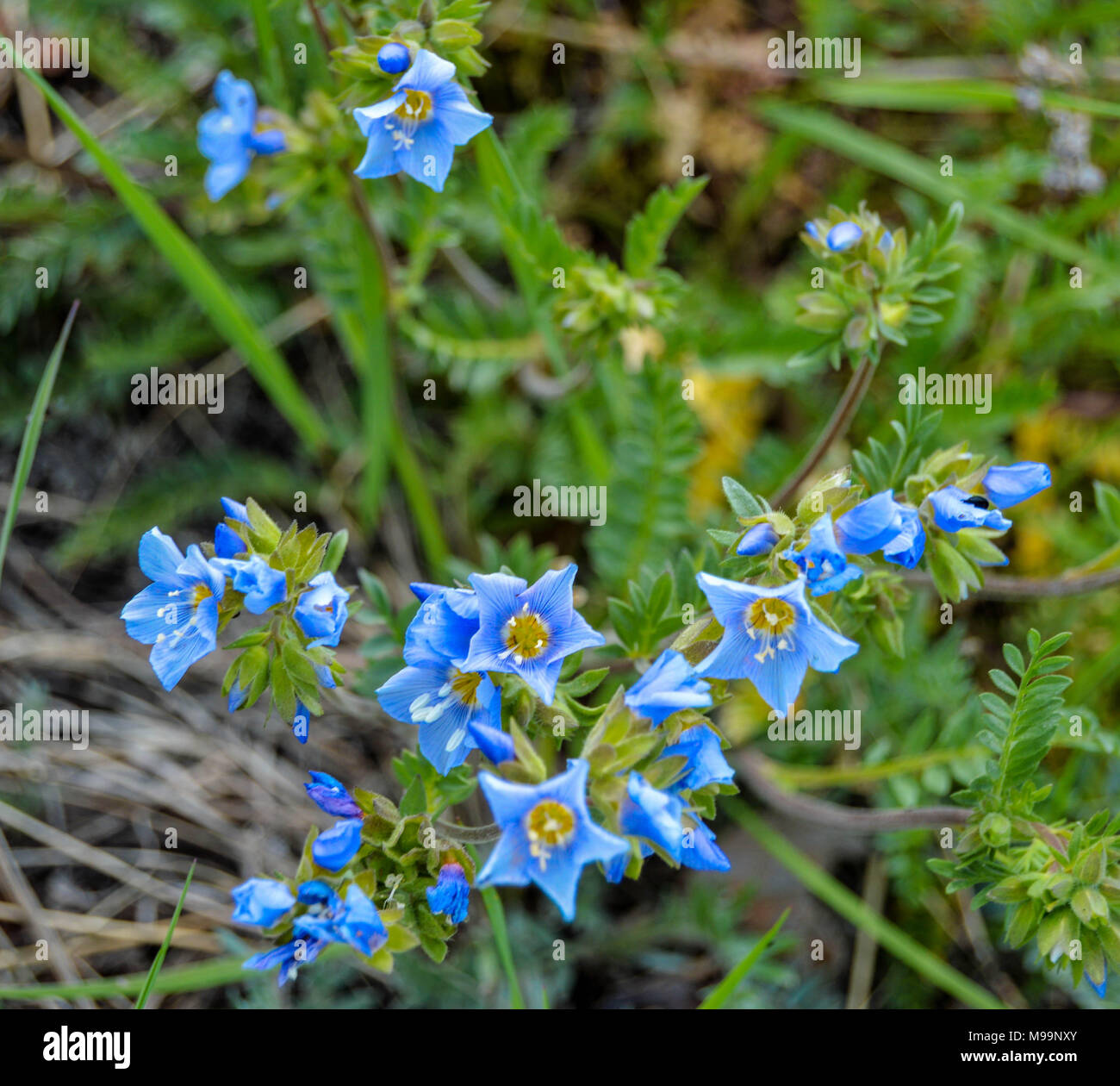 Winzige blaue Blumen Stockfoto