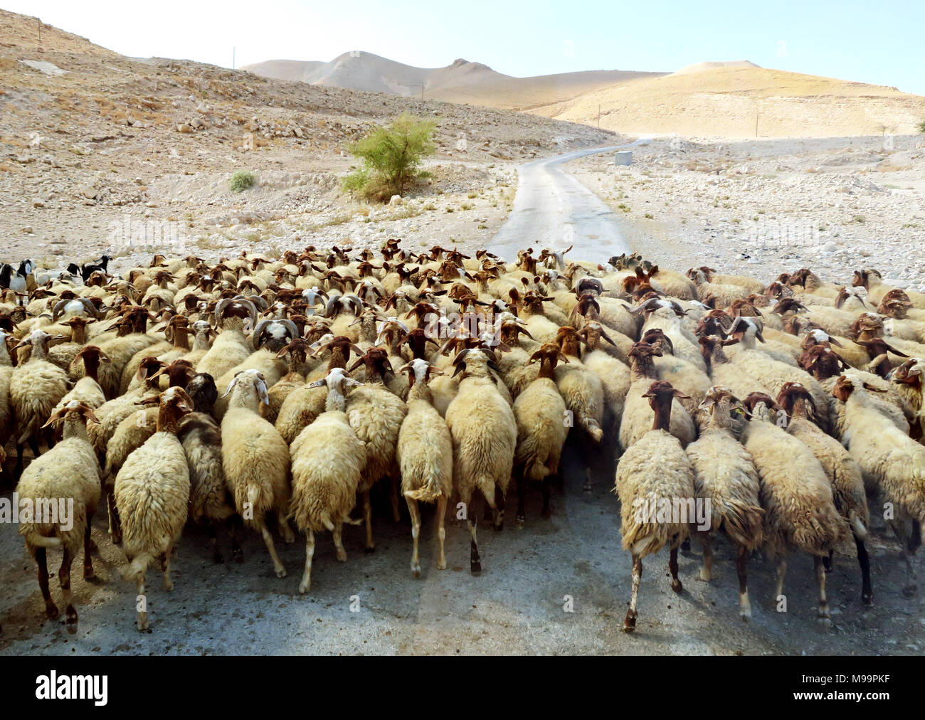 Große Herde von Schafen zu Fuß durch die Wildnis Stockfoto