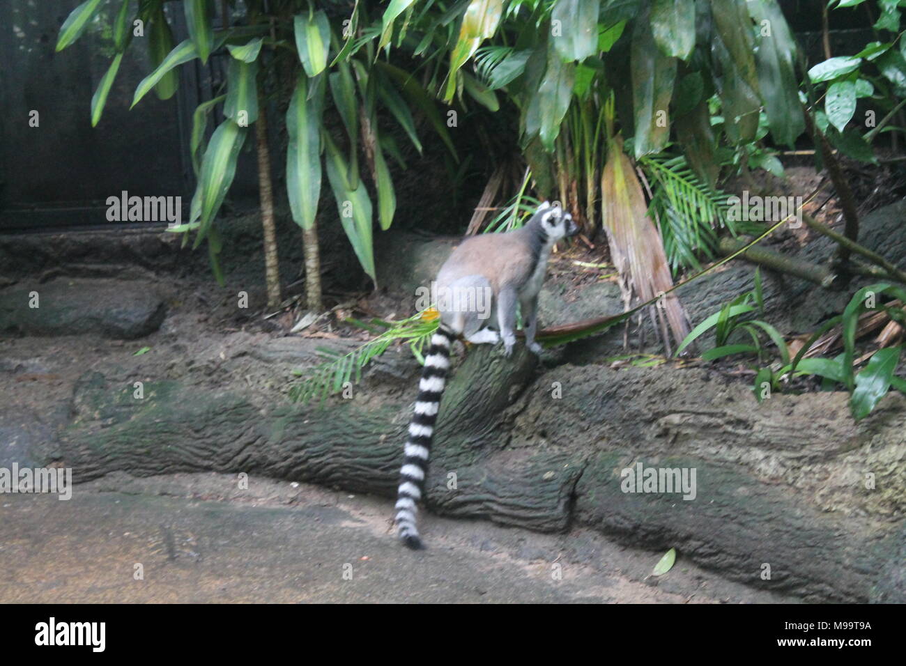 Wandern lemur auf dem Boden Singapur Zoo isoliert Stockfoto