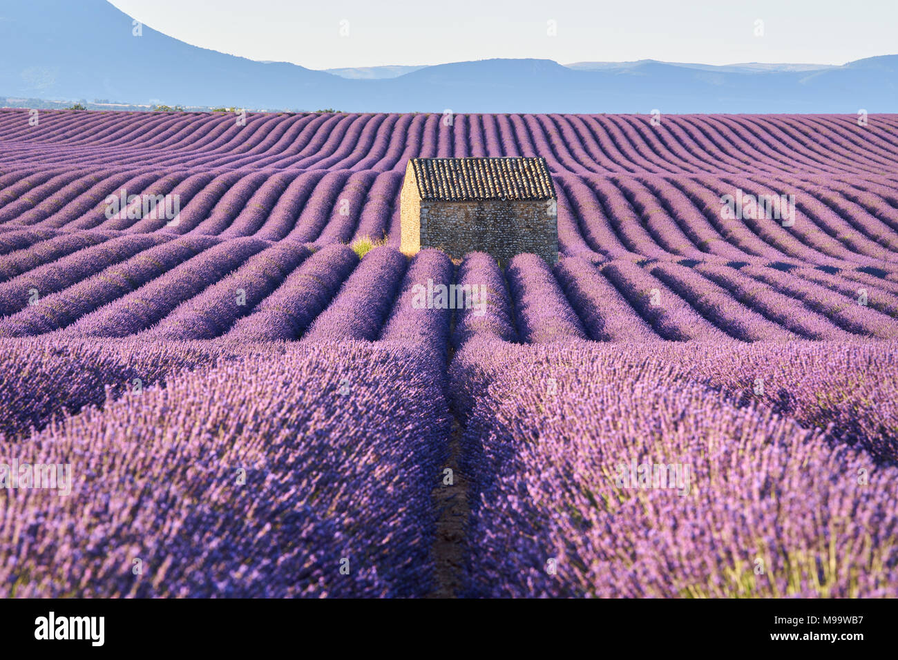 Lavendelfelder in Pierrerue mit Steinhaus in morgen Sommer Licht. Alpes de Haute Provence, Frankreich Stockfoto