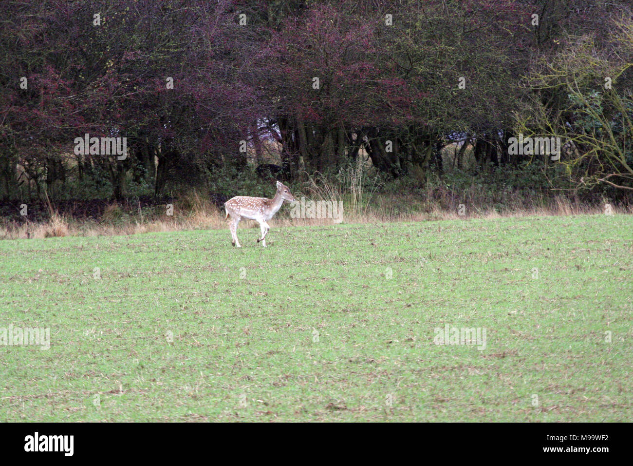 Diese Serie von Bildern sind eine wilde Herde Damhirsche leben in Warwickshire. Obwohl Nummerierung über hundert Sie sind selten zu sehen, die von den meisten Leuten Stockfoto