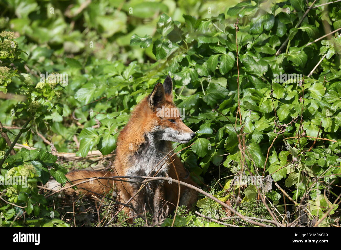 Dublin, Irland. 24. März, 2018. Ein roter Fuchs genießt das gute Wetter entlang an einem Fluss in Dublin. Bild aus Dublin, Irland beim ersten Anzeichen von Frühling Zeit gutes wetter. Credit: Brendan Donnelly/Alamy leben Nachrichten Stockfoto