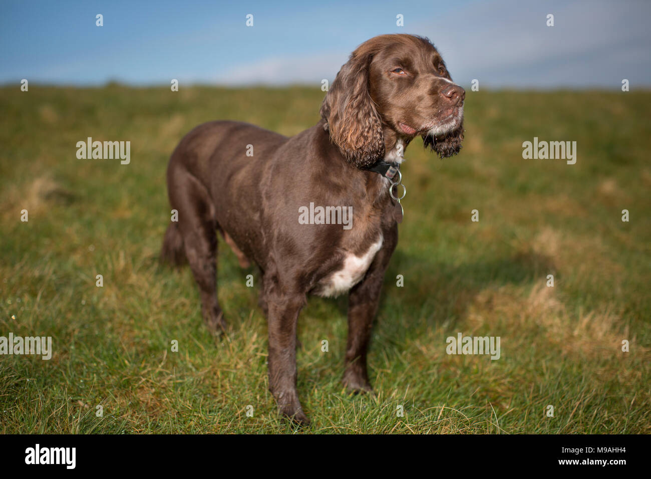 spaniel chocolate