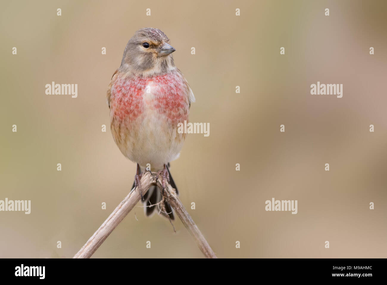 Hänfling Rüde in der Zucht Farben gehockt Stockfoto