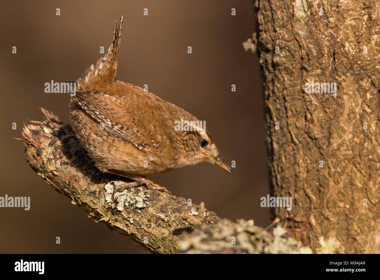 Wren Nahrungssuche Stockfoto