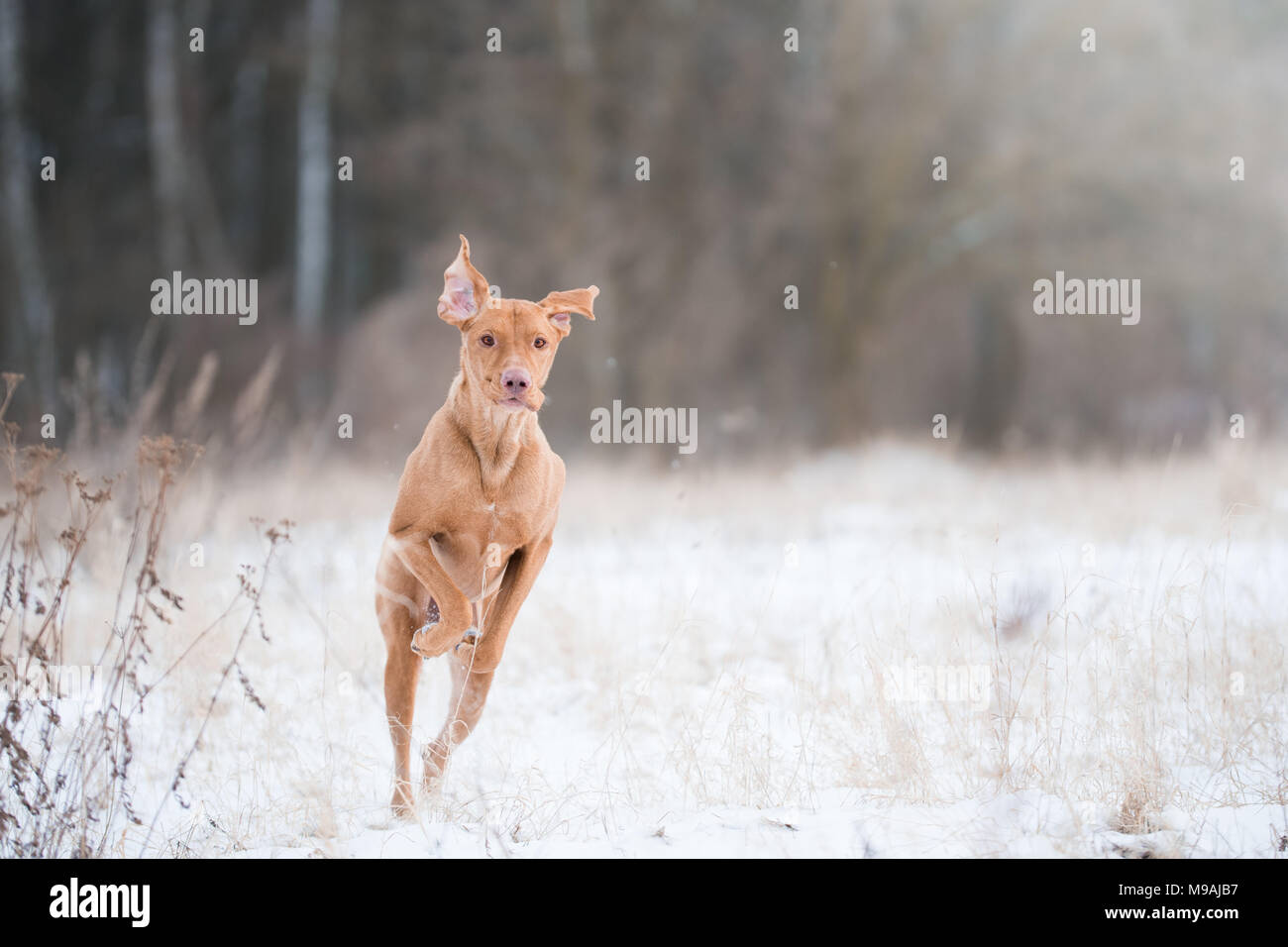 Ungarische Bracke vizsla Hund springen wie Känguru Stockfoto