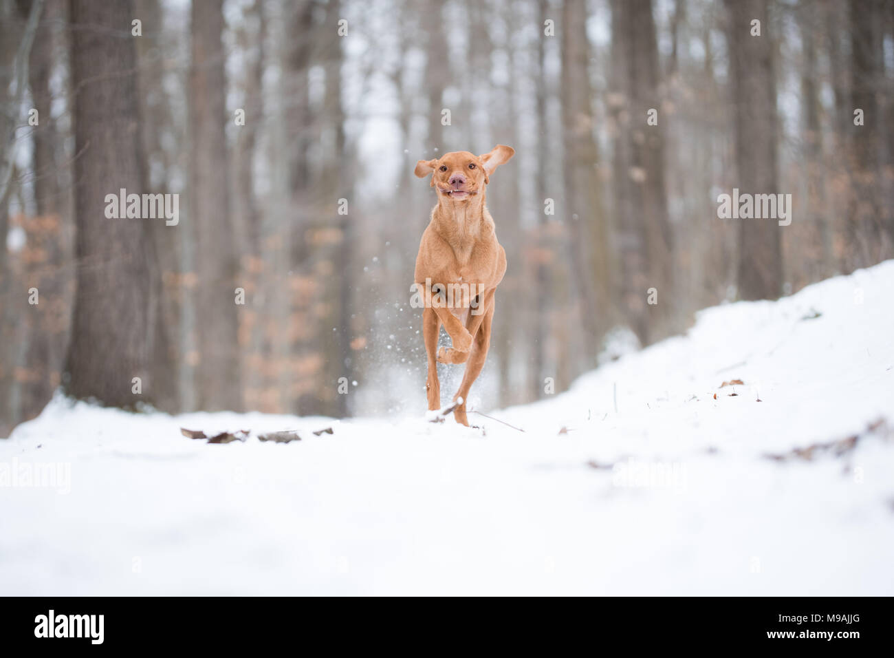 Crazy Foto der laufenden Ungarische Vizsla Zeiger Hund auf Schnee Stockfoto