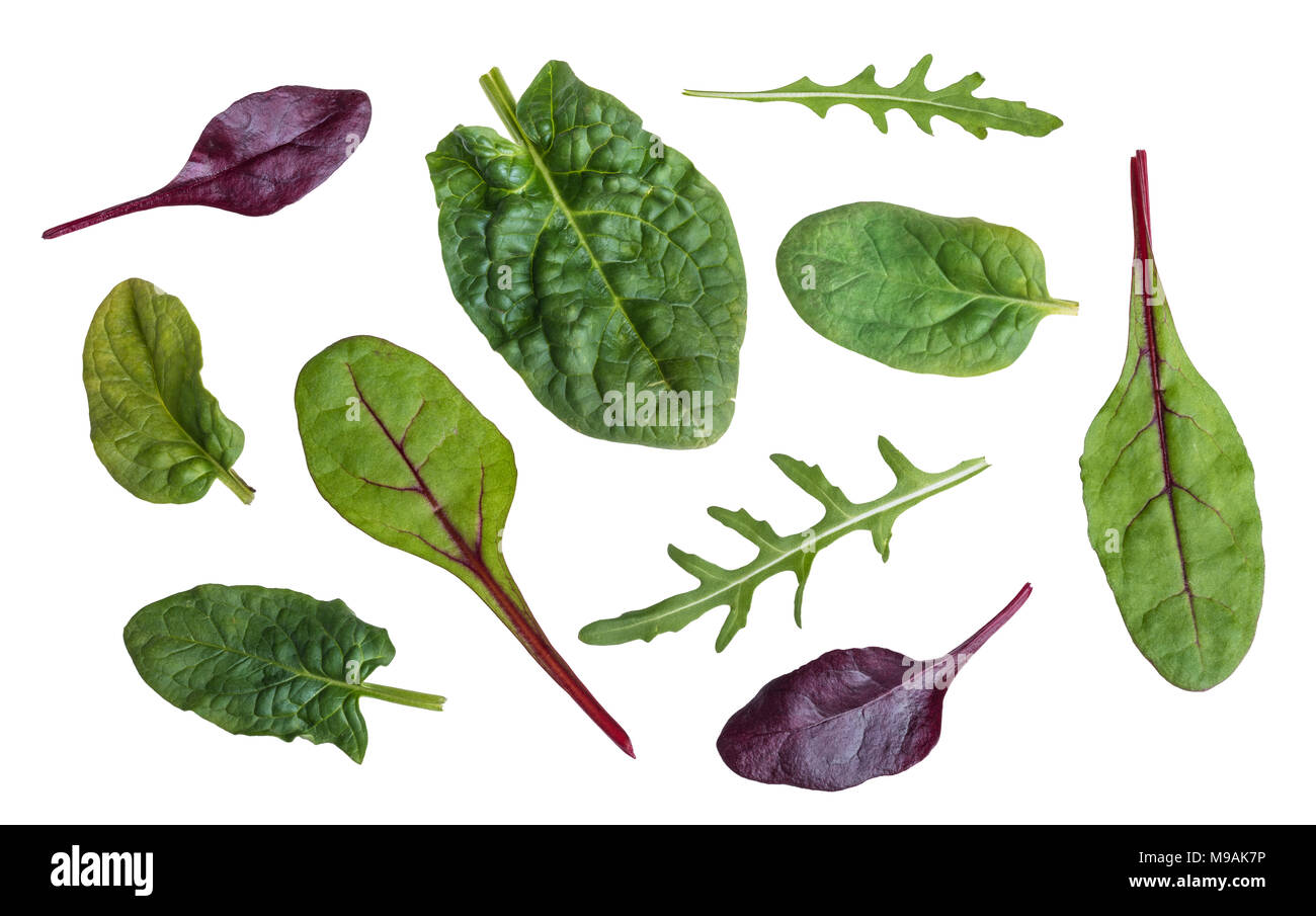 Blätter mit Spinat, Mangold, rote Rüben und Rucola. Der gesunde Kräuter und pflanzliche Blätter mit Vitaminen und Antioxidantien. Auf weissem Hintergrund. Stockfoto
