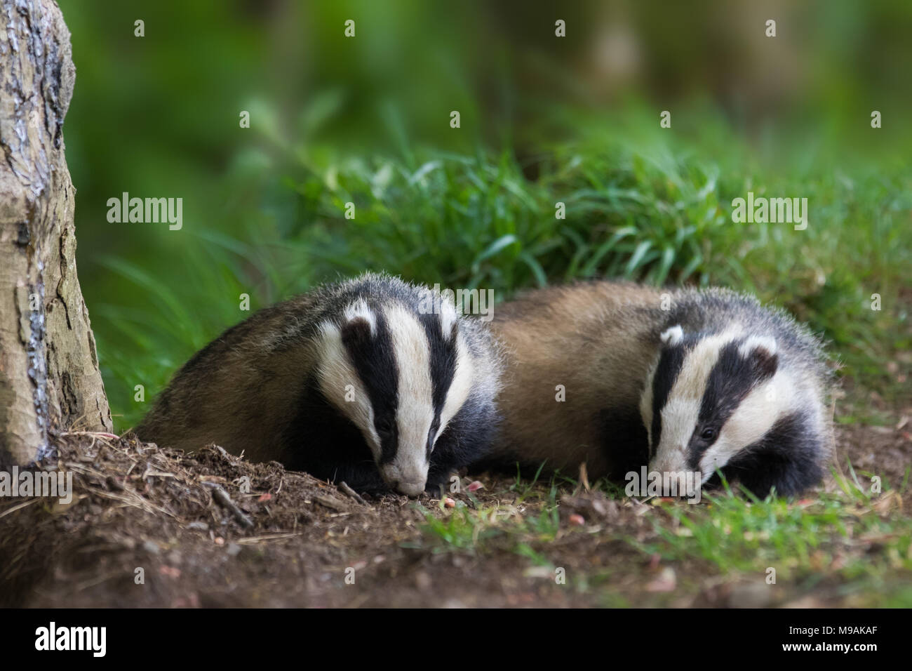 Badger Paar aus os Sett Stockfoto