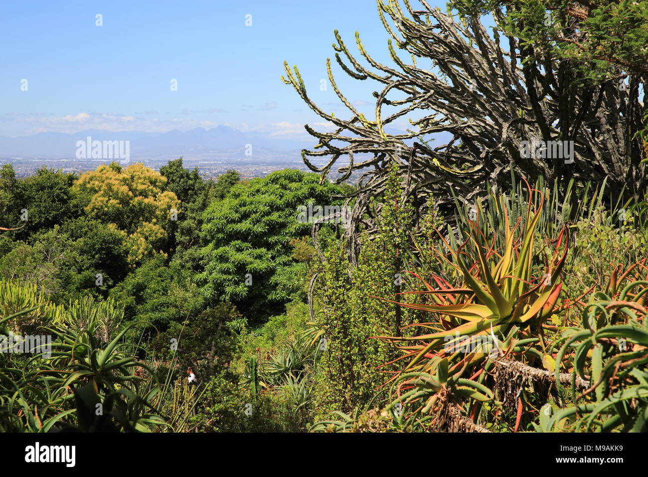 Die aloen und Sukkulenten von Mathews Steingarten, im Botanischen Garten Kirstenbosch, Kapstadt, Südafrika Stockfoto