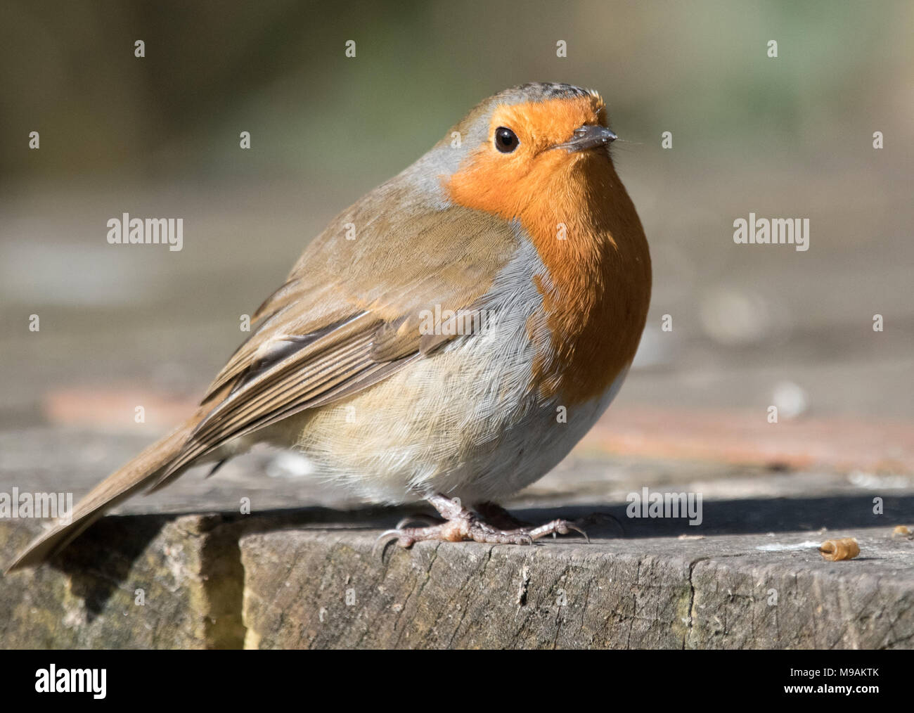 Robin Stockfoto