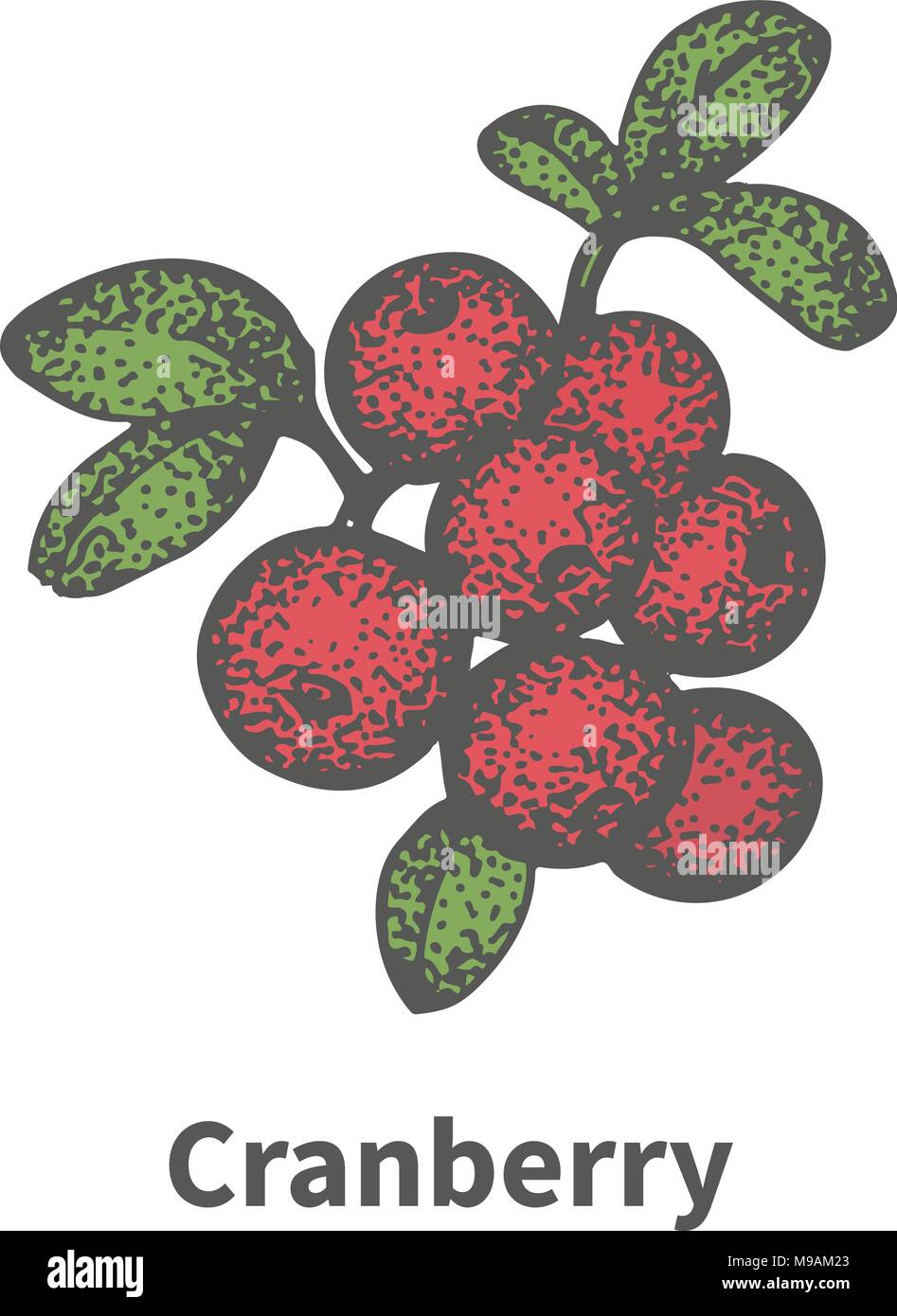 Vektor handgezeichnete Bündel reife rote Cranberry Stock Vektor