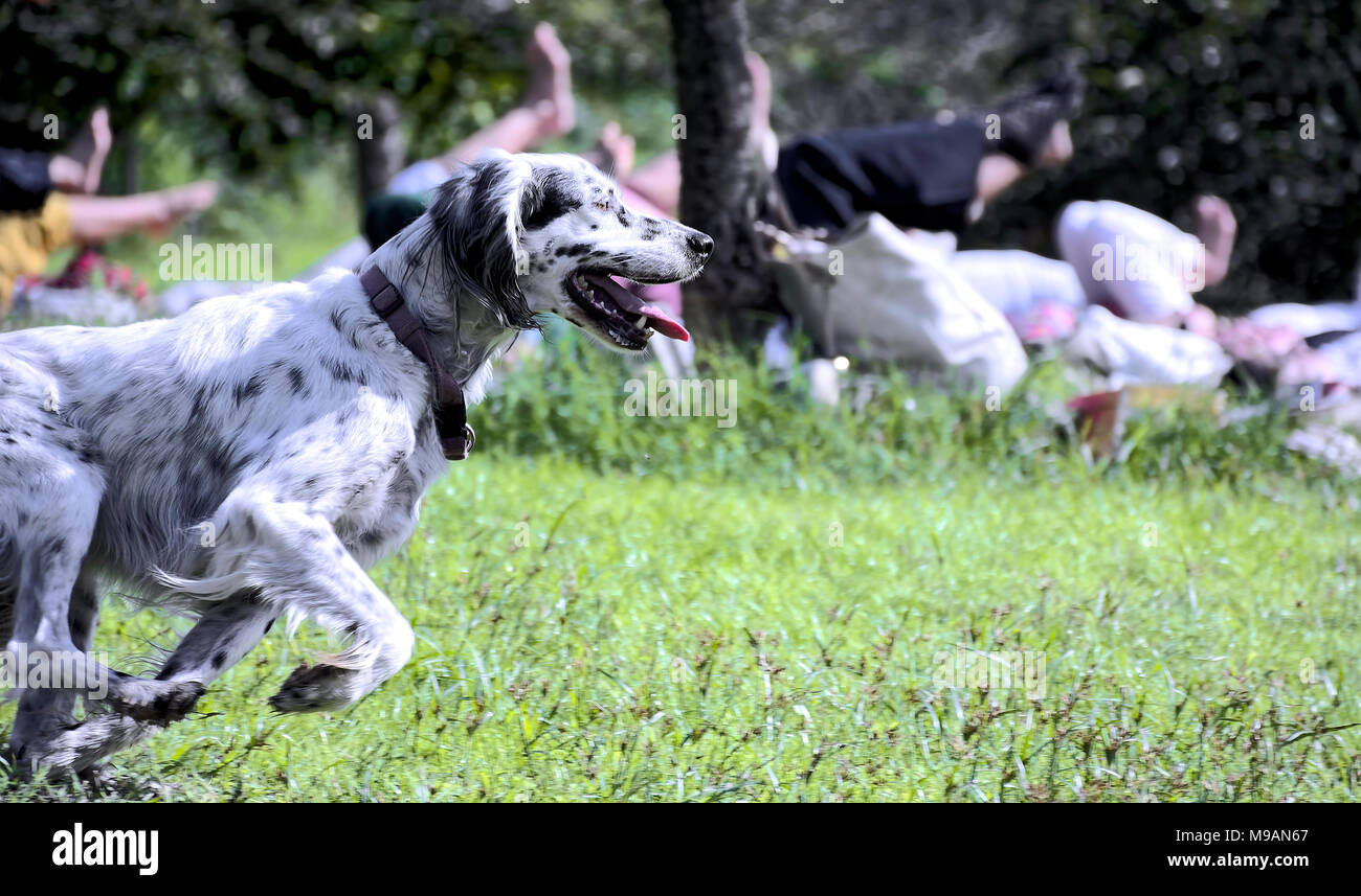 Glücklicher Hund ​​Outdoors mit Menschen üben körperliche Aktivität auf Rasen Stockfoto