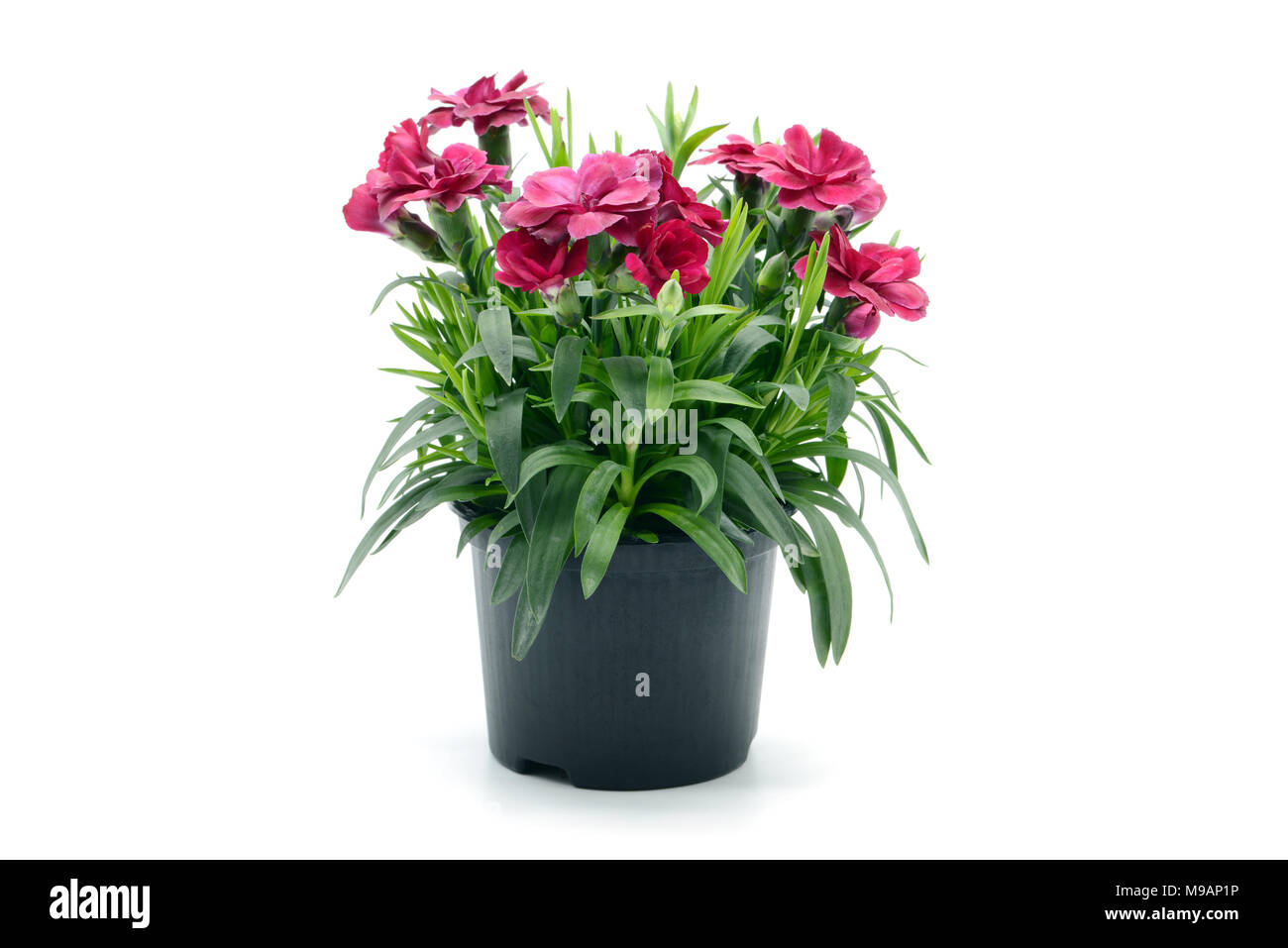Lila Rosa dianthus Blume im Blumentopf. Topfpflanzen auf weiem Hintergrund  isoliert Stockfotografie - Alamy