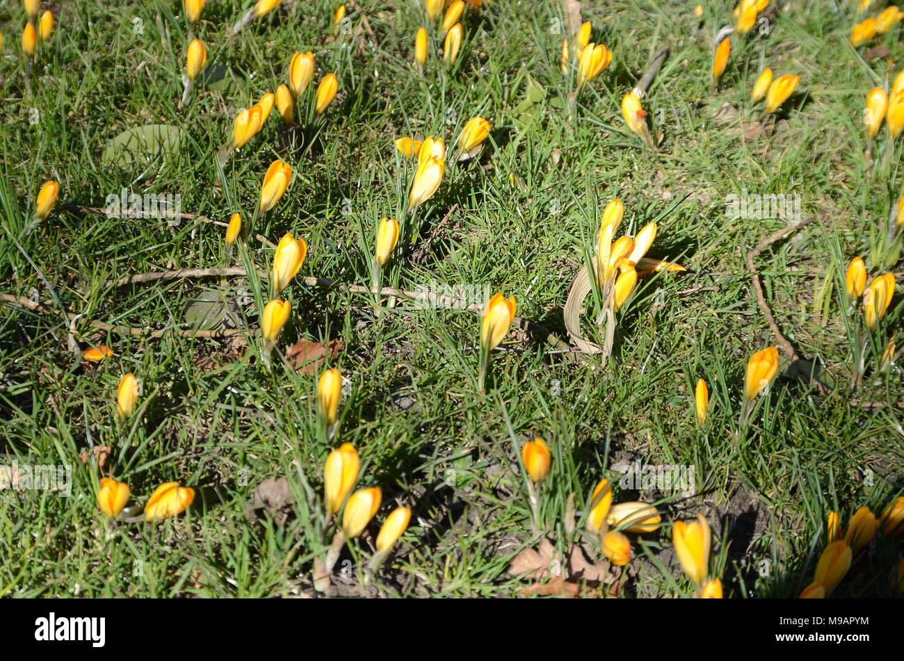 Gelbe Krokus auf einem Rasen. Stockfoto
