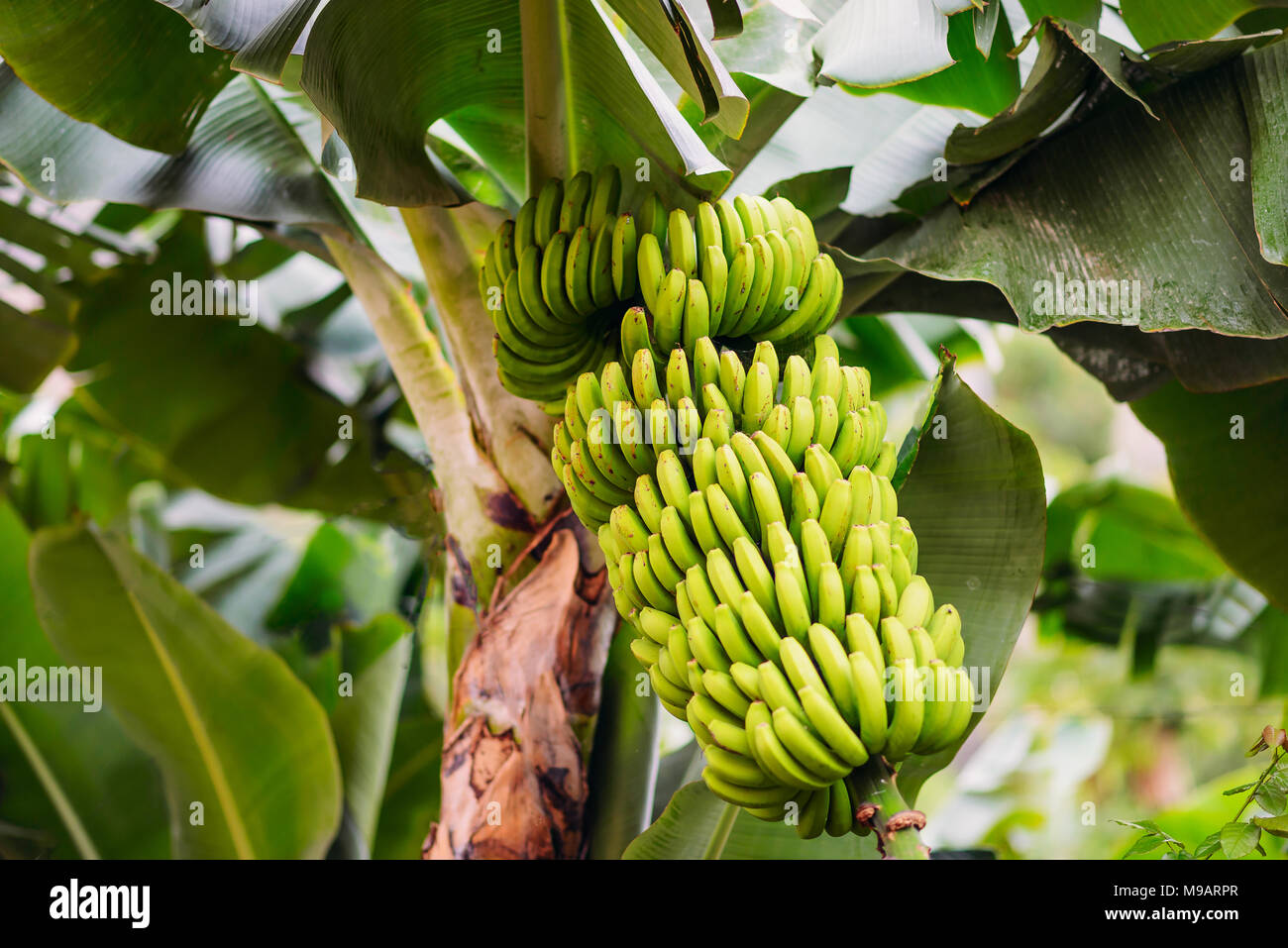 Foto Bild Grune Bananen Hangen Auf Bananenstaude Stockfotografie Alamy