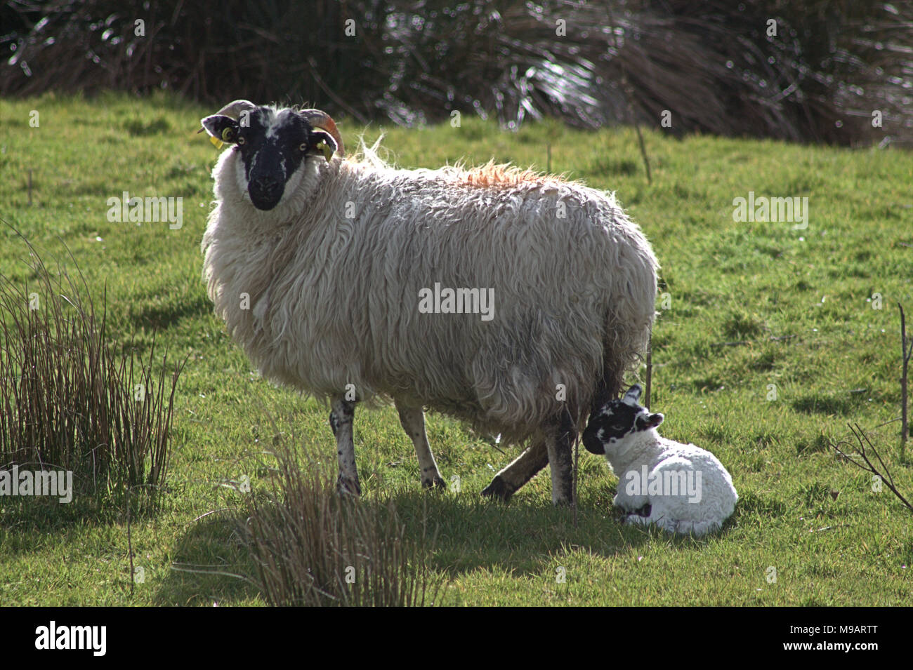 Frühjahr Lämmer und Mutterschafe oder Schafe auf einem Hügel in Irland Stockfoto