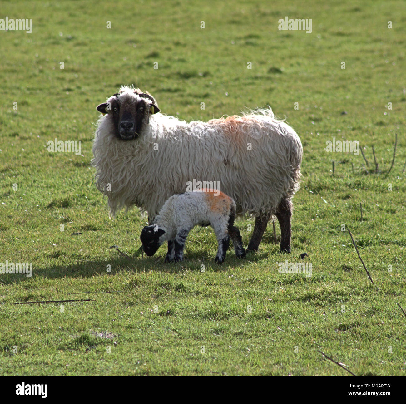 Frühjahr Lämmer und Mutterschafe oder Schafe auf einem Hügel in Irland Stockfoto