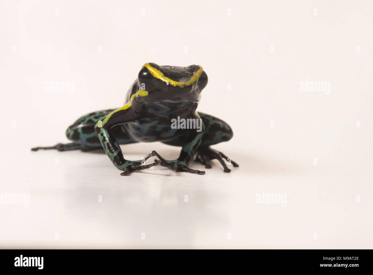 Der himmel Blauer Pfeilgiftfrosch (Hyloxalus azureiventris) ist ein sehr selten auftretenden Arten nur in einem kleinen Teil von Peru gefunden. Als stark gefährdet aufgeführt. Stockfoto