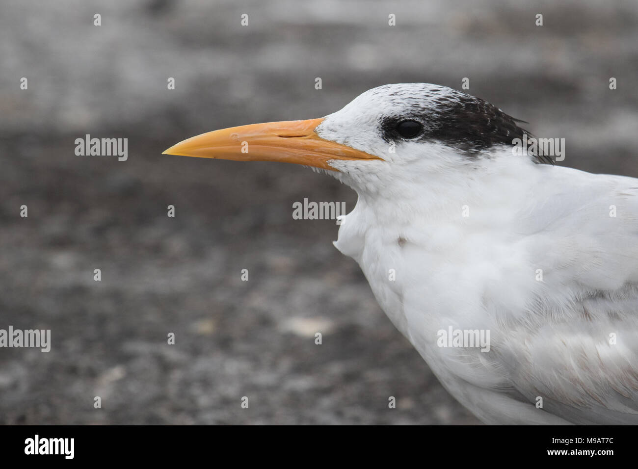 Porträt einer Royal tern nach links zeigen. Stockfoto