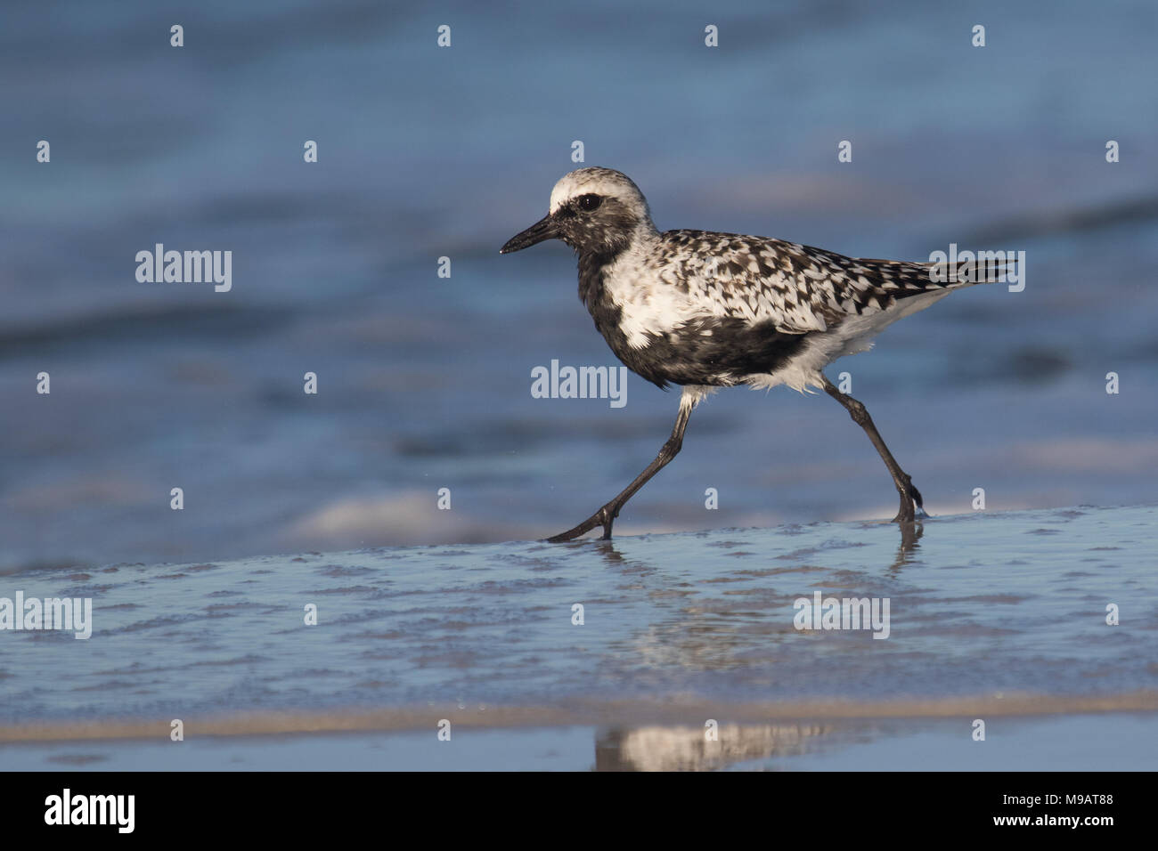 Nach schwarz-bellied plover schreitenden entlang der Küste. Stockfoto