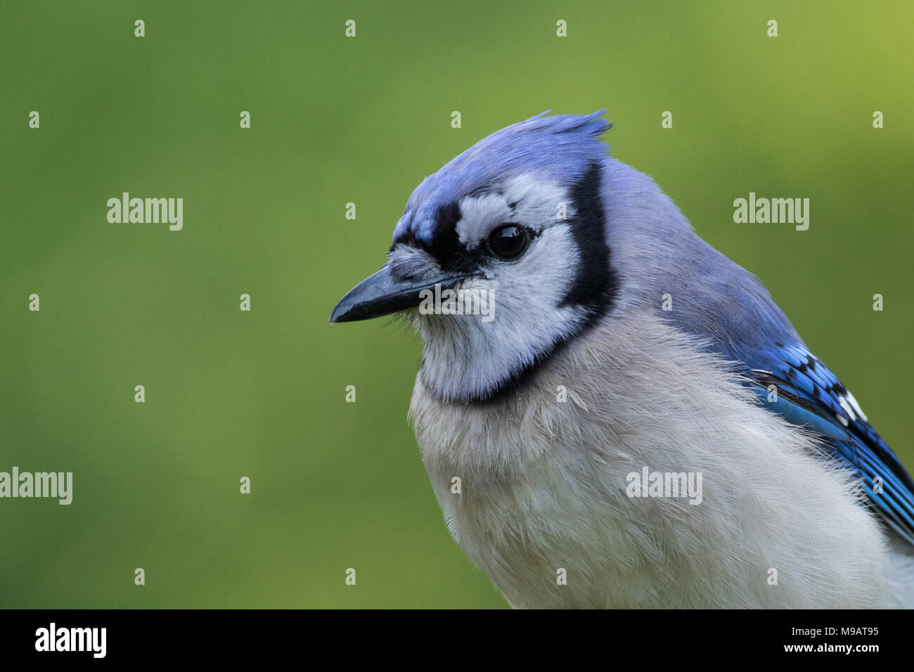 Porträt eines Blue Jay nach links zeigen. Stockfoto