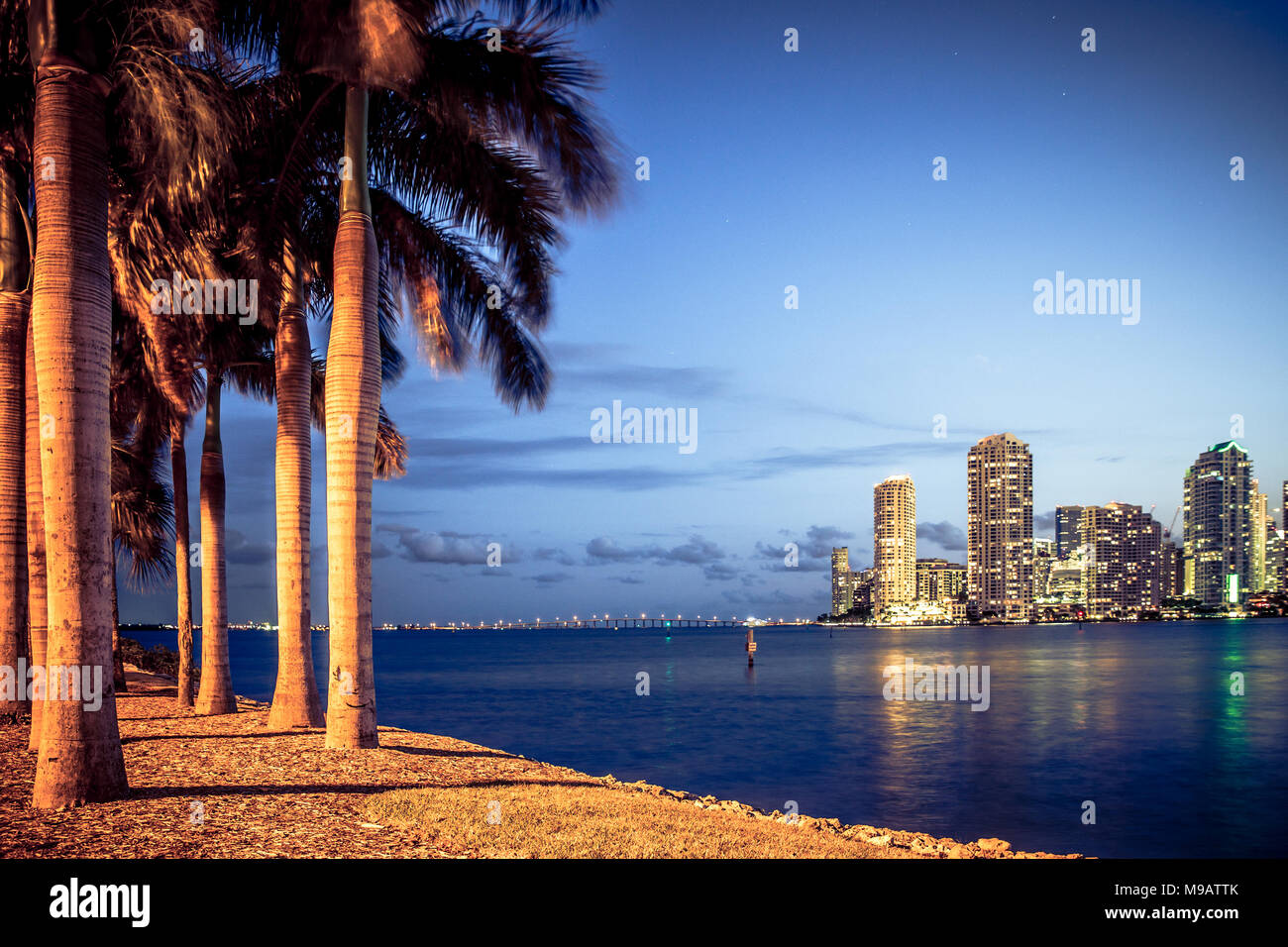 Miami Florida Skyline durch Palmen gesehen Stockfoto
