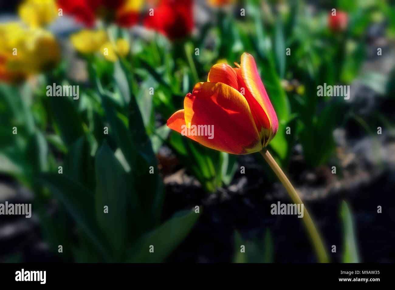 Frühling Tulpen brach in Farbe wie das Wetter im Frühling der Wiedergeburt der Natur für ein weiteres Jahr beginnt. Stockfoto