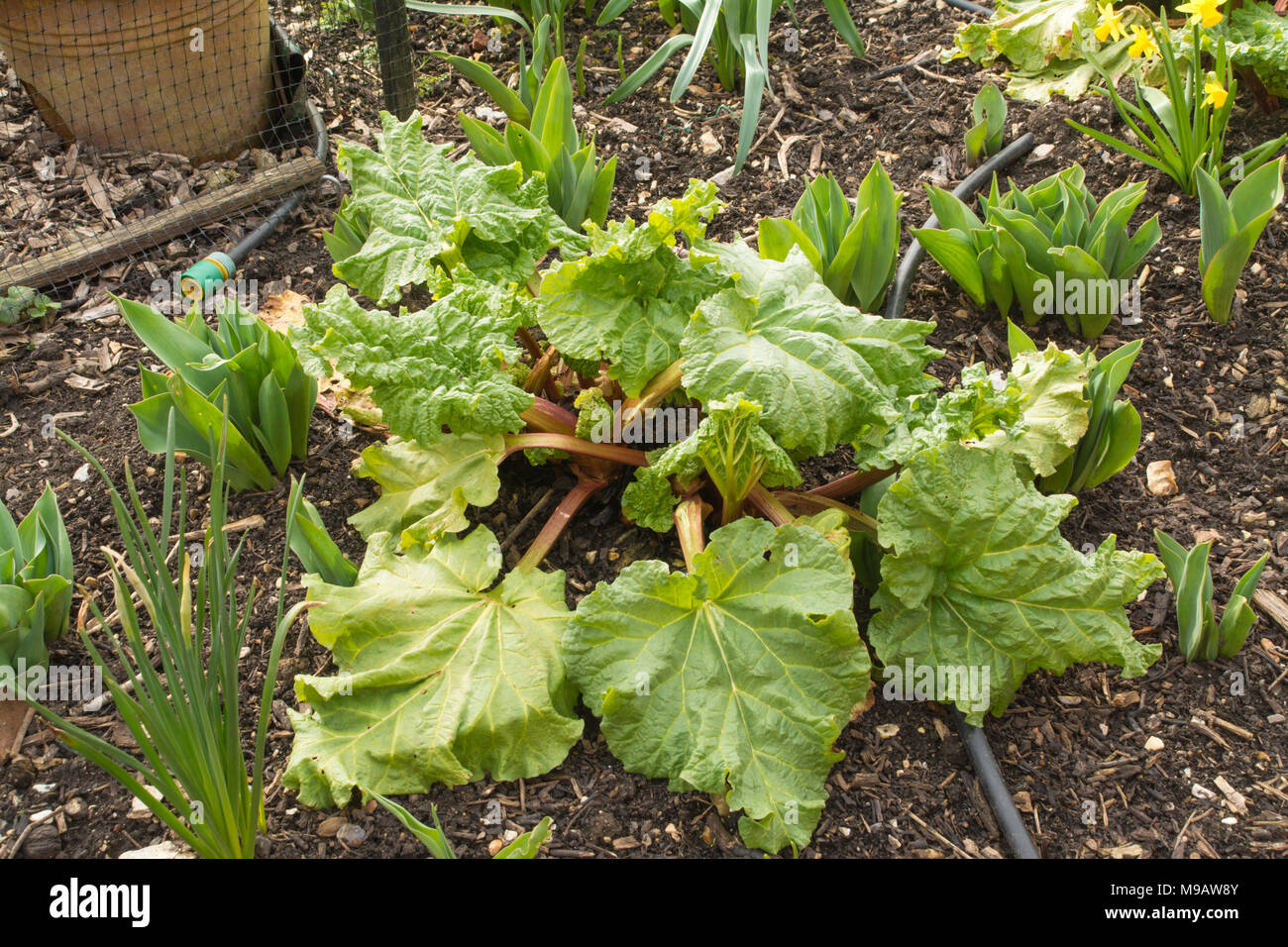 Rhabarber Pflanzen In Einer Kuche Garten Stockfoto Bild