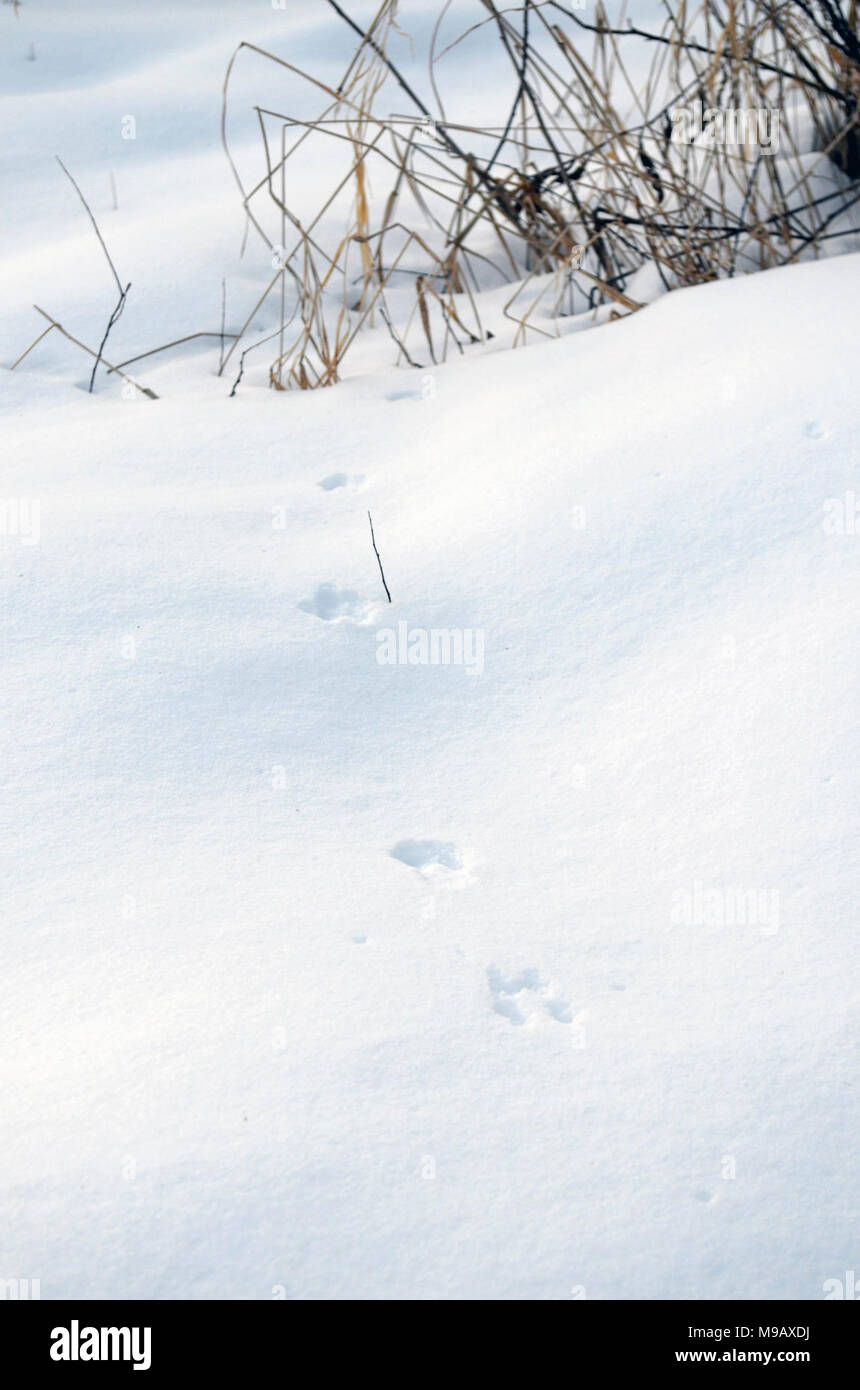 Winter Feld MouseTrack Stockfoto