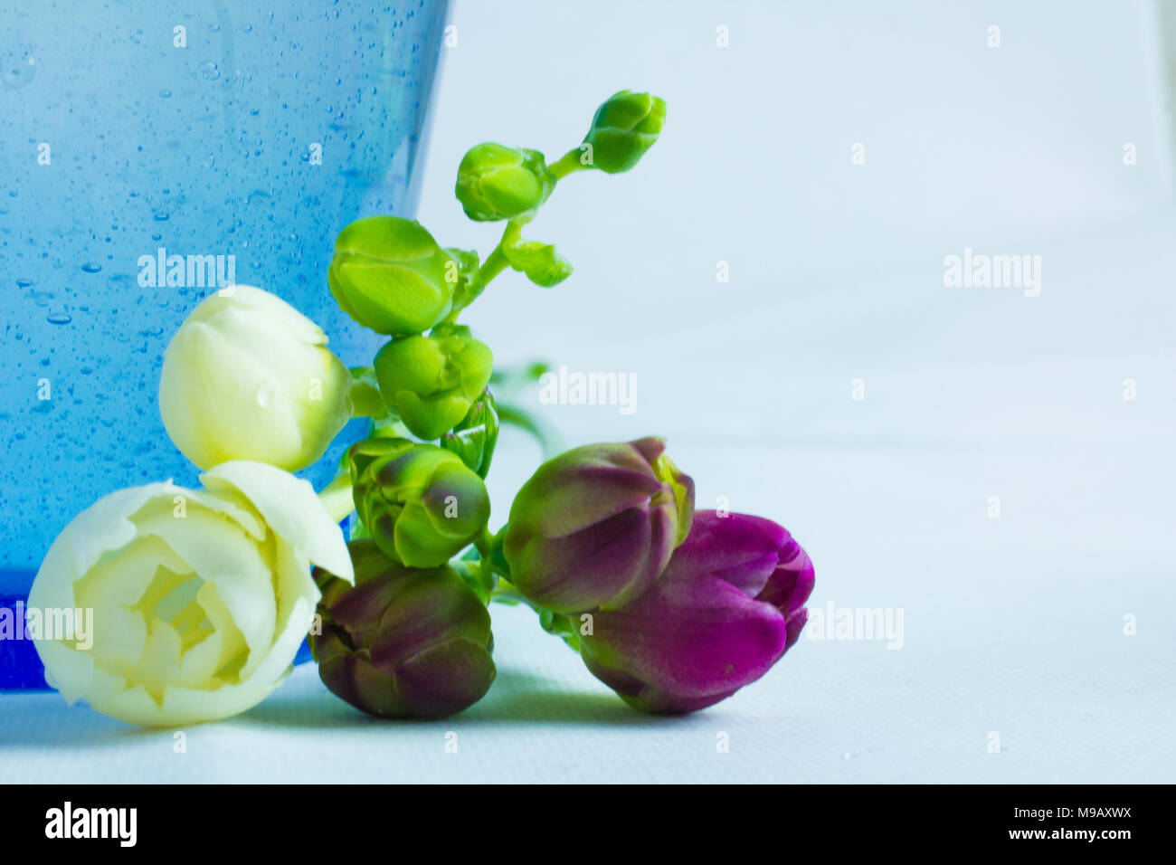 Blumen mit blauem Hintergrund Stockfoto