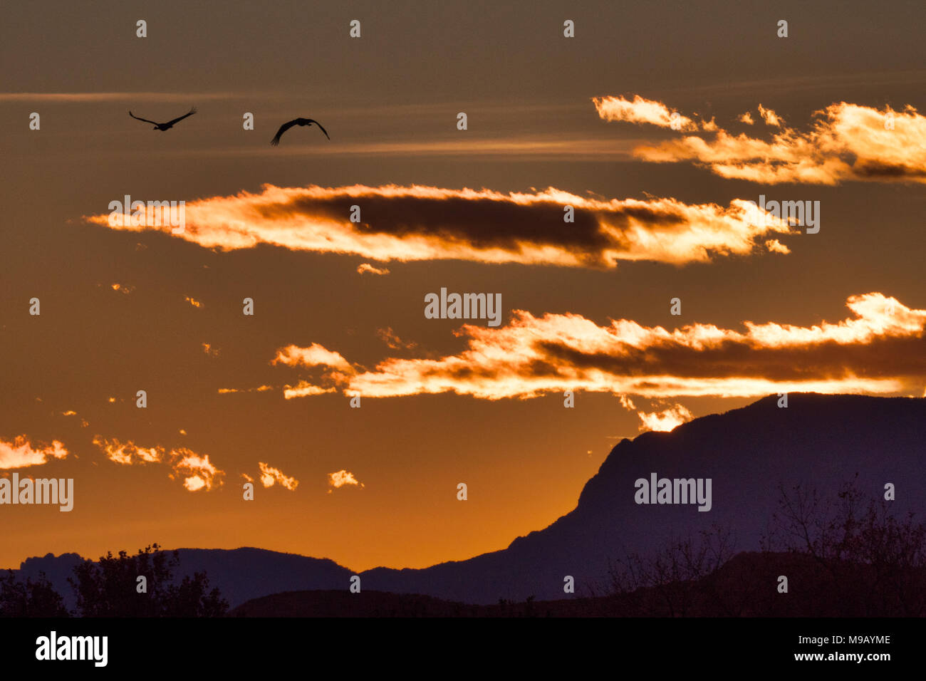 Kanadakraniche (Antigone canadensis) fliegen abends im Bosque Del Apache National Wildlife Refuge auf dem Rio Grande in der Nähe von San Antonio, NM roost Stockfoto