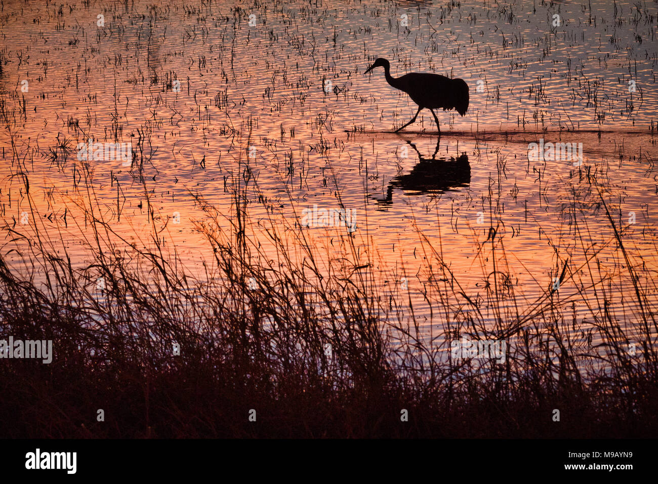 Kanadakraniche (Antigone canadensis) fliegen abends im Bosque Del Apache National Wildlife Refuge auf dem Rio Grande in der Nähe von San Antonio, NM roost Stockfoto