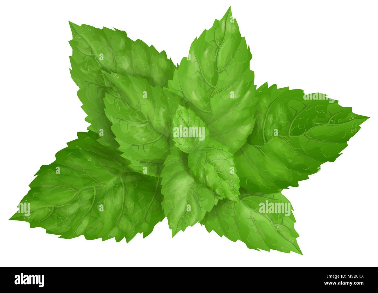 Minzblätter isoliert auf weißem Hintergrund Stock Vektor