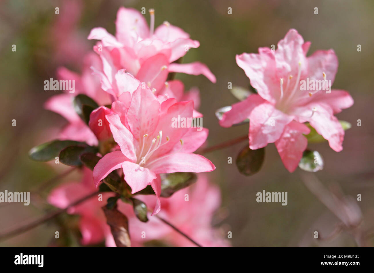 Rhododendron 'rosa Perle' - Azalea - April Stockfoto