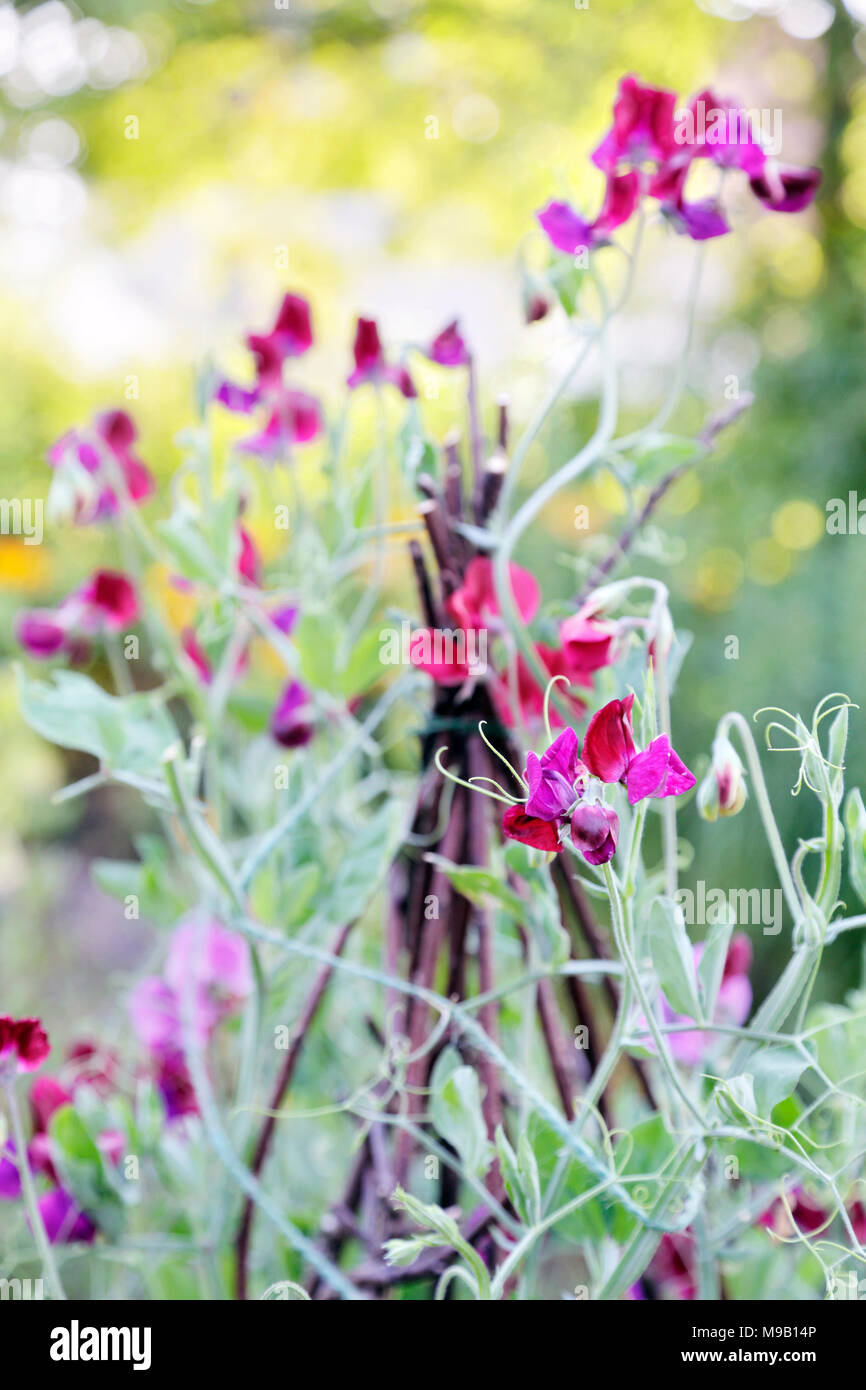 Lathyrus Odoratus - Sweet Pea - Klettern auf einem Gitter aus Zweigen, August Stockfoto